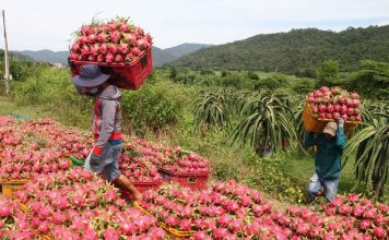 Siết kiểm soát chất lượng để giữ thị trường Trung Quốc