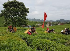 Mã vùng trồng – không có thì không xuất được, mà muốn có thì không dễ