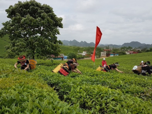 Mã vùng trồng – không có thì không xuất được, mà muốn có thì không dễ