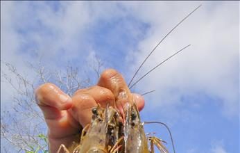 Mô hình tôm – lúa thuận thiên giúp nông dân thu lợi nhuận đáng kể