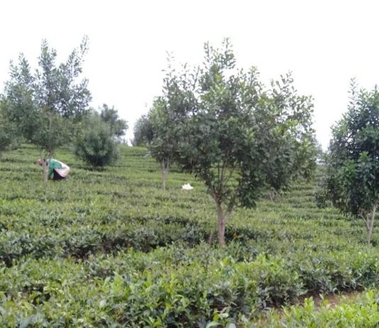 “Mở khóa” cho doanh nghiệp để gỡ khó cho cây mắc ca