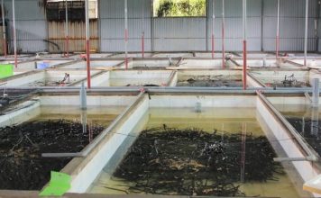 Nuôi lươn không bùn, mỗi bể 10m2 lãi 30 – 40 triệu đồng/năm