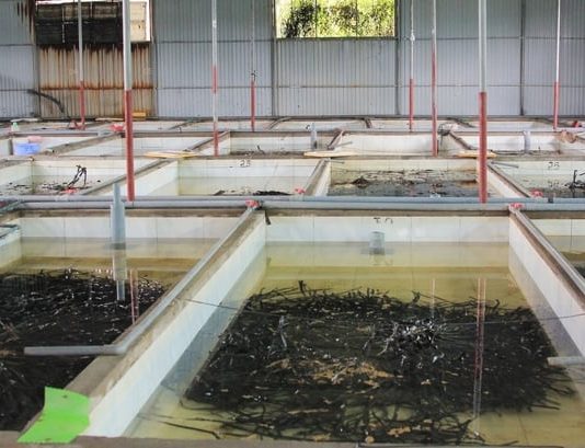 Nuôi lươn không bùn, mỗi bể 10m2 lãi 30 – 40 triệu đồng/năm