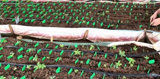 Đề xuất đình chỉ mã vùng trồng sâm Ngọc Linh nuôi cấy mô tại Kon Tum