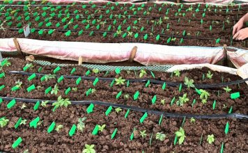 Đề xuất đình chỉ mã vùng trồng sâm Ngọc Linh nuôi cấy mô tại Kon Tum