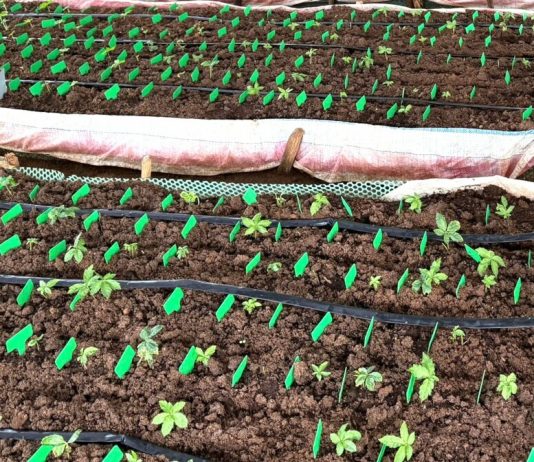 Đề xuất đình chỉ mã vùng trồng sâm Ngọc Linh nuôi cấy mô tại Kon Tum