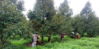 HAGL tuyển gấp 100 kỹ thuật viên sầu riêng với nhiều đãi ngộ hấp dẫn