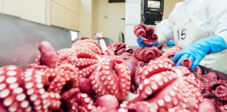 Thái Lan vượt Trung Quốc, trở thành “khách sộp” mới của mực, bạch tuộc Việt Nam