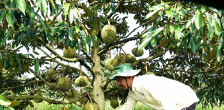 Tham quan nông trại 200 ha sầu riêng của Công ty 30-4 Gia Lai