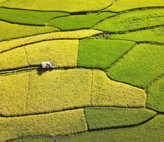 Trung Quốc và Thuỵ Điển phát triển giống lúa lai giúp giảm khí thải mê-tan