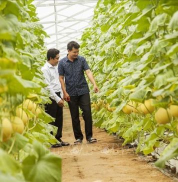 Ứng dụng công nghệ cao để tăng hiệu quả chuỗi giá trị nông sản