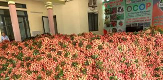 Giải bài toán tiêu thụ vải thiều: Doanh nghiệp và Hiệp hội Varisme cùng vào cuộc