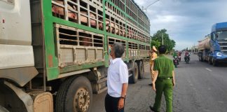 Phát hiện vụ vận chuyển 54 con heo có dấu hiệu dịch bệnh