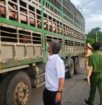 Phát hiện vụ vận chuyển 54 con heo có dấu hiệu dịch bệnh