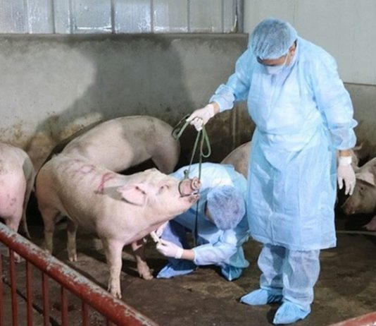 Dịch tả lợn Châu Phi lan rộng, Thủ tướng yêu cầu triển khai quyết liệt các giải pháp phòng, chống