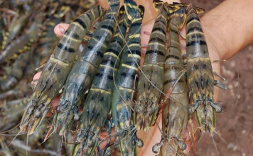 Trung Quốc tăng nhập khẩu tôm Việt, lần đầu vượt Mỹ