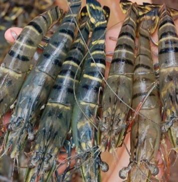 Trung Quốc tăng nhập khẩu tôm Việt, lần đầu vượt Mỹ