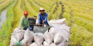 Nguồn cung và biến động giá đang tăng áp lực lên xuất khẩu gạo