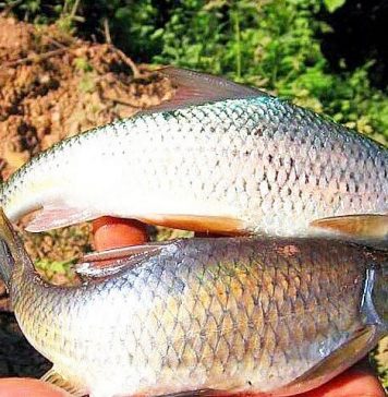 Loài cá có tên độc lạ được ví như lộc “trời ban”, là đặc sản của người Thái ở Yên Bái