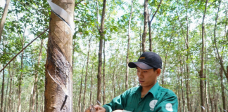 Dấu ấn hành trình 20 năm cây cao su Việt trên đất Lào