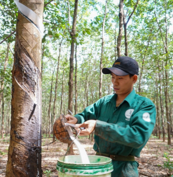 Dấu ấn hành trình 20 năm cây cao su Việt trên đất Lào