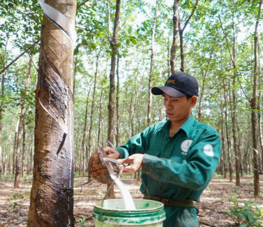 Dấu ấn hành trình 20 năm cây cao su Việt trên đất Lào