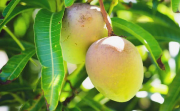 Đừng chỉ ăn quả, lá loại cây này quý như “nhân sâm người nghèo”, ở quê mọc cao vút