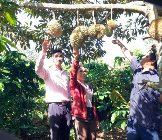 Gia Lai: Làng Kênh thoát nghèo nhờ “cần câu” từ Ngân hàng Chính sách xã hội