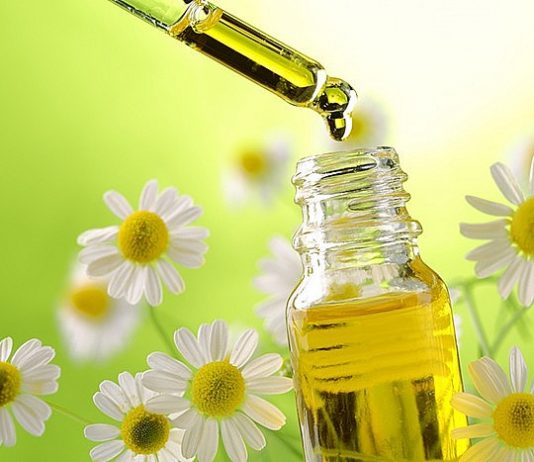 Cúc la mã – Dược liệu cổ xưa đa công dụng