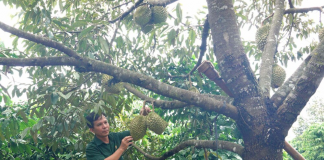 Từ cựu chiến binh đến “tỉ phú” nông nghiệp trên đất Ia Krêl