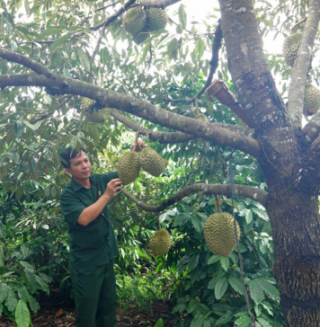 Từ cựu chiến binh đến “tỉ phú” nông nghiệp trên đất Ia Krêl