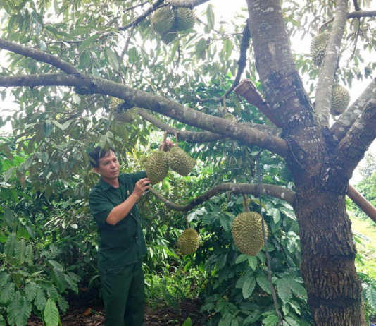 Từ cựu chiến binh đến “tỉ phú” nông nghiệp trên đất Ia Krêl