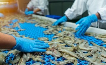 VASEP: Đơn hàng tôm Việt Nam có thể chậm lại vì lo ngại chính sách thuế Mỹ