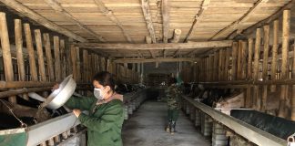 Đưa giống dê từ châu Phi về nuôi nhiều người hỏi mua nhưng lão nông không bán