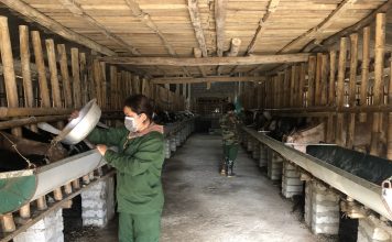 Đưa giống dê từ châu Phi về nuôi nhiều người hỏi mua nhưng lão nông không bán