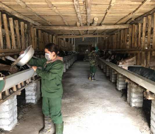 Đưa giống dê từ châu Phi về nuôi nhiều người hỏi mua nhưng lão nông không bán