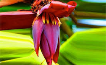 Ăn 1 nắm rau này như “nhân sâm của người nghèo”