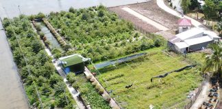 Lão nông tỷ phú Cần Thơ làm giàu từ lúa giống và chuyện giúp người ai cũng nể