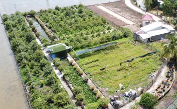 Lão nông tỷ phú Cần Thơ làm giàu từ lúa giống và chuyện giúp người ai cũng nể