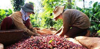 Ngành nông nghiệp tăng tốc, mục tiêu xuất khẩu 65 tỷ USD năm 2025 trong tầm tay