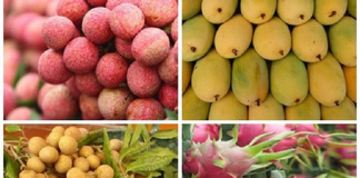 Những “ngôi sao” nông sản Việt – Trái cây nào đang xuất khẩu mạnh?