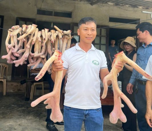 Nông dân Gia Lai làm giàu từ nhung hươu, nai sau thất bại cay đắng