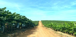 HAGL có thể lãi sau thuế 2.500 tỷ đồng trong năm 2025