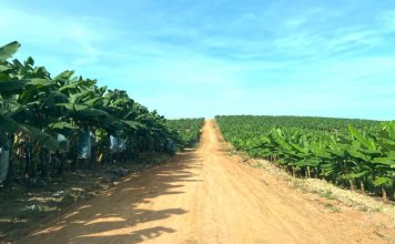 HAGL có thể lãi sau thuế 2.500 tỷ đồng trong năm 2025