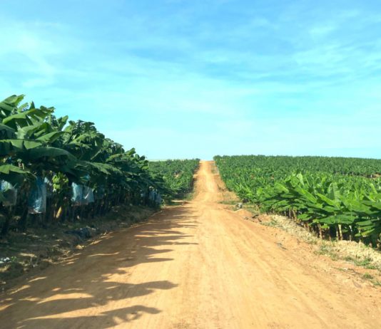 HAGL có thể lãi sau thuế 2.500 tỷ đồng trong năm 2025