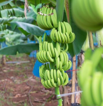 Phát huy tiềm năng xuất khẩu của các sản phẩm trái cây có lợi thế