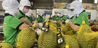 Sầu riêng đông lạnh xuất khẩu tăng gấp 3 lần