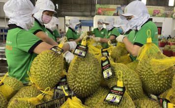 Sầu riêng đông lạnh xuất khẩu tăng gấp 3 lần