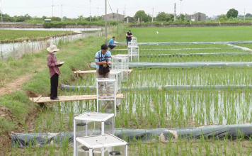 Thí điểm mô hình trồng lúa giảm phát thải khí nhà kính