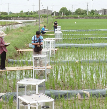 Thí điểm mô hình trồng lúa giảm phát thải khí nhà kính
